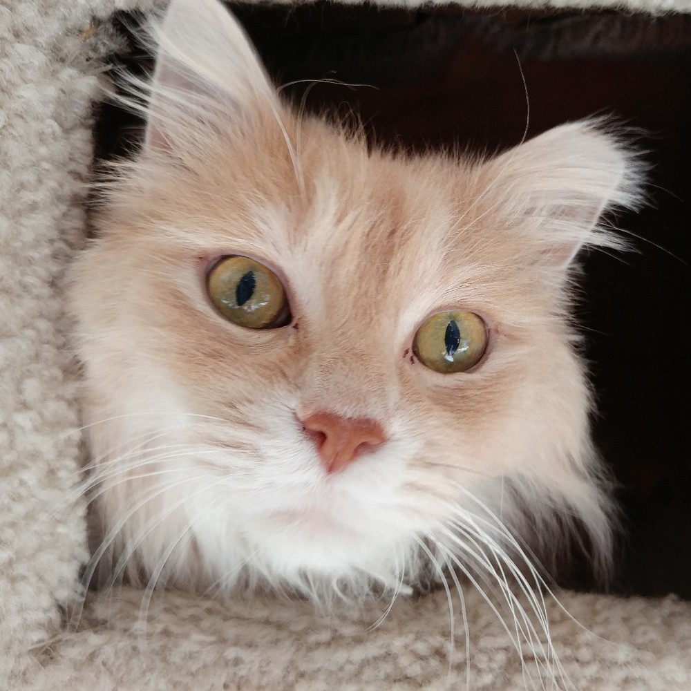 Meet your Posher, Colleen